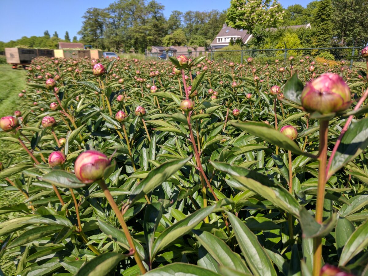 Paeonia Dr Alex Fleming in the field