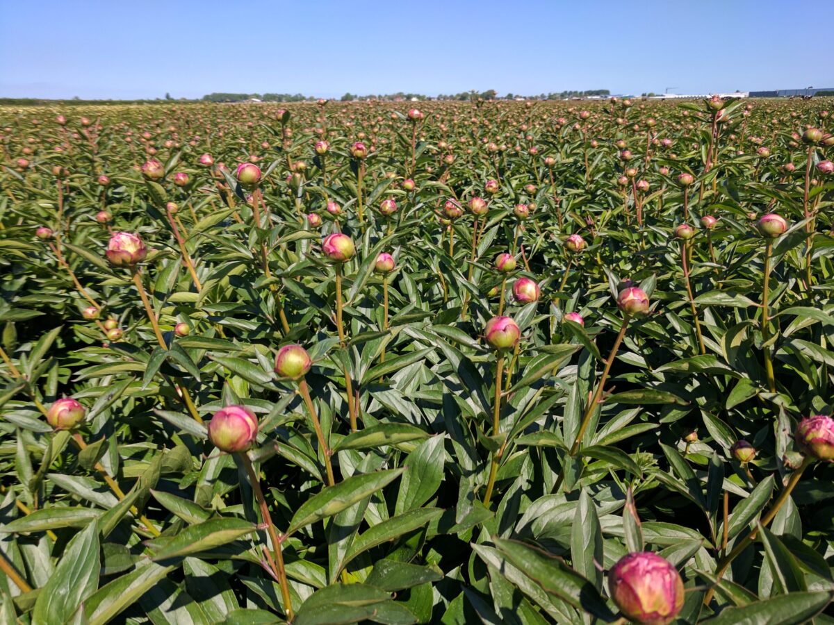 Paeonia Dr Alex Fleming in the field