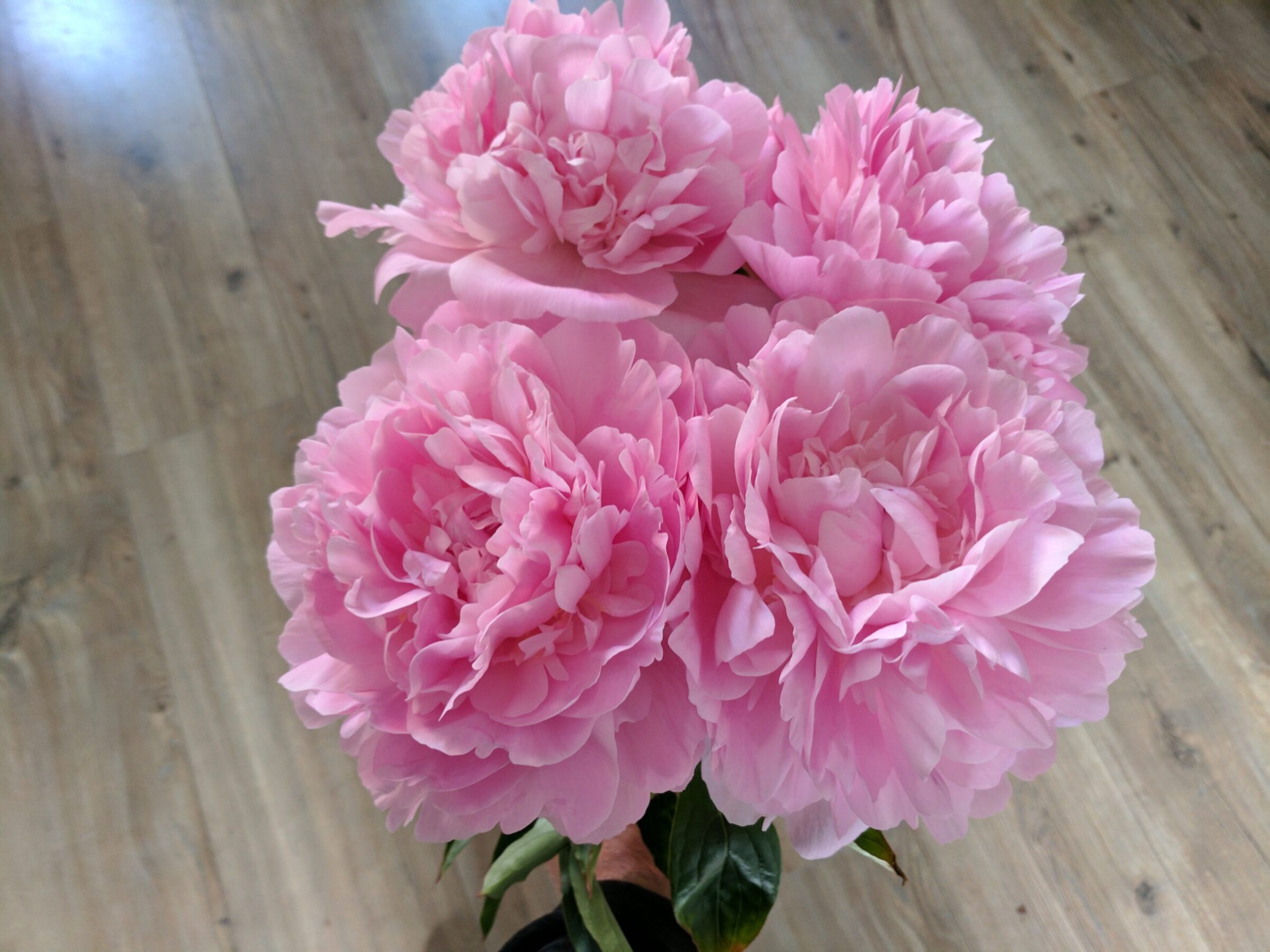 Paeonia Dinner Plate in bloom