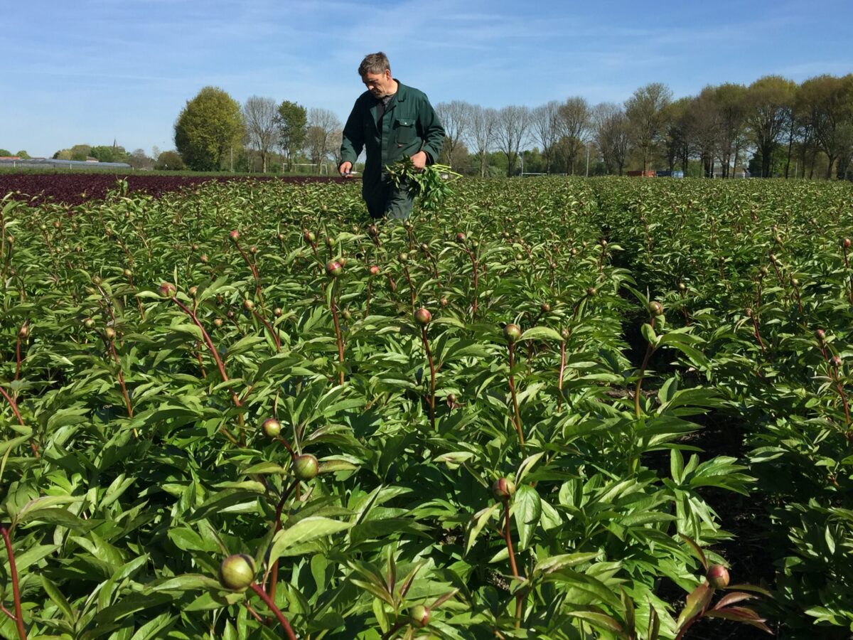 Paeonia Alertie growing in the field