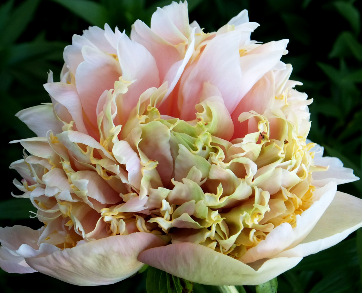 Paeonia Quitzin