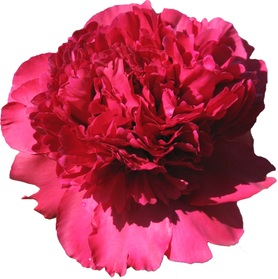 Paeonia paeonia Best man