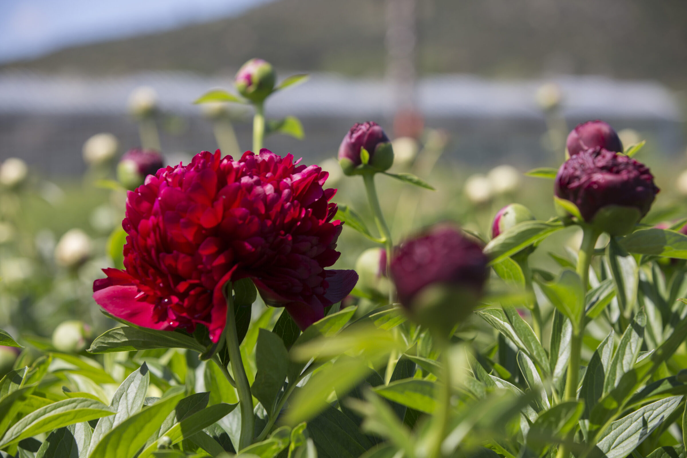 Red Peony in the field