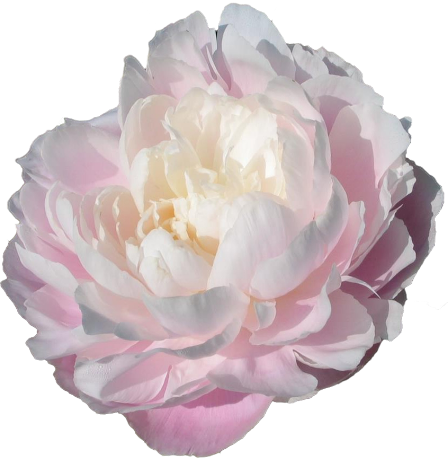 Paeonia Mrs Franklin D Rooseveldt