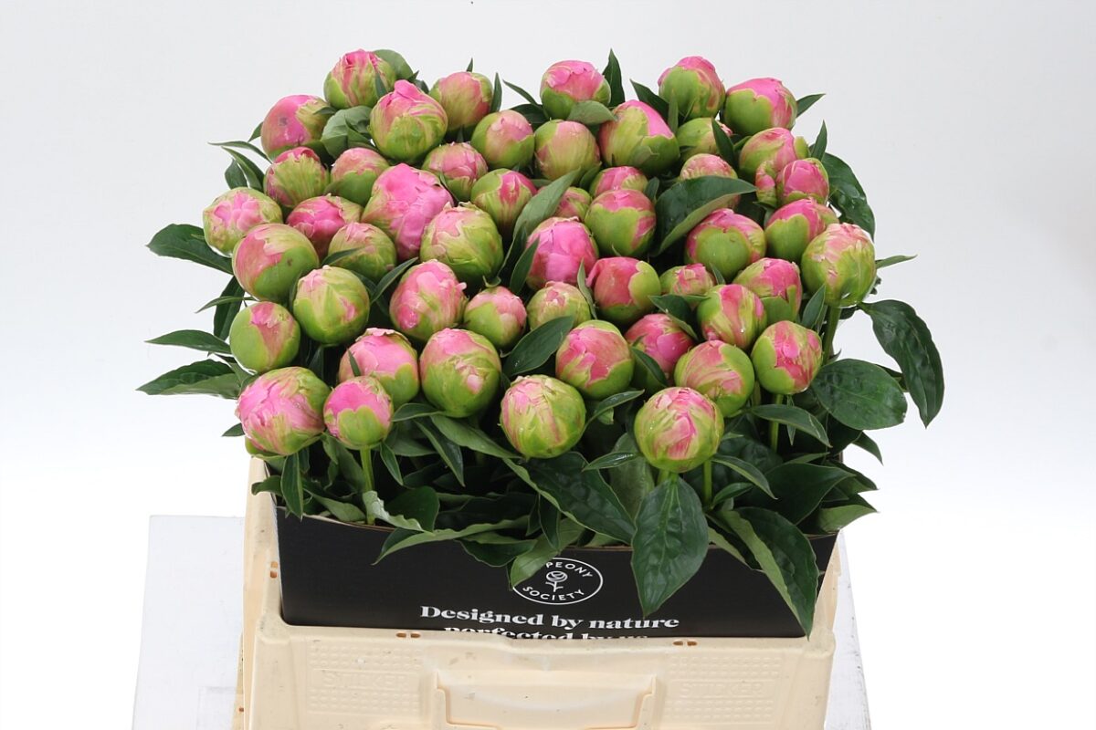 Paeonia Jacorma