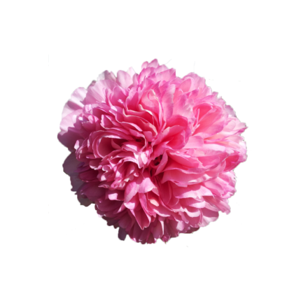 Paeonia Brother Chuck - Peonies - My Peony Society