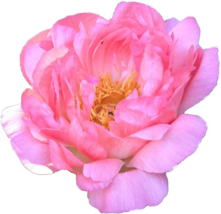 Paeonia Sugar 'N Spice'