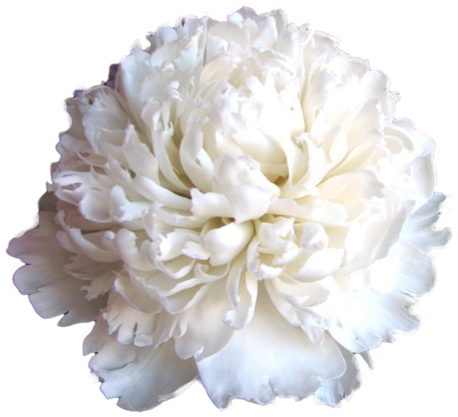 Paeonia White Charm