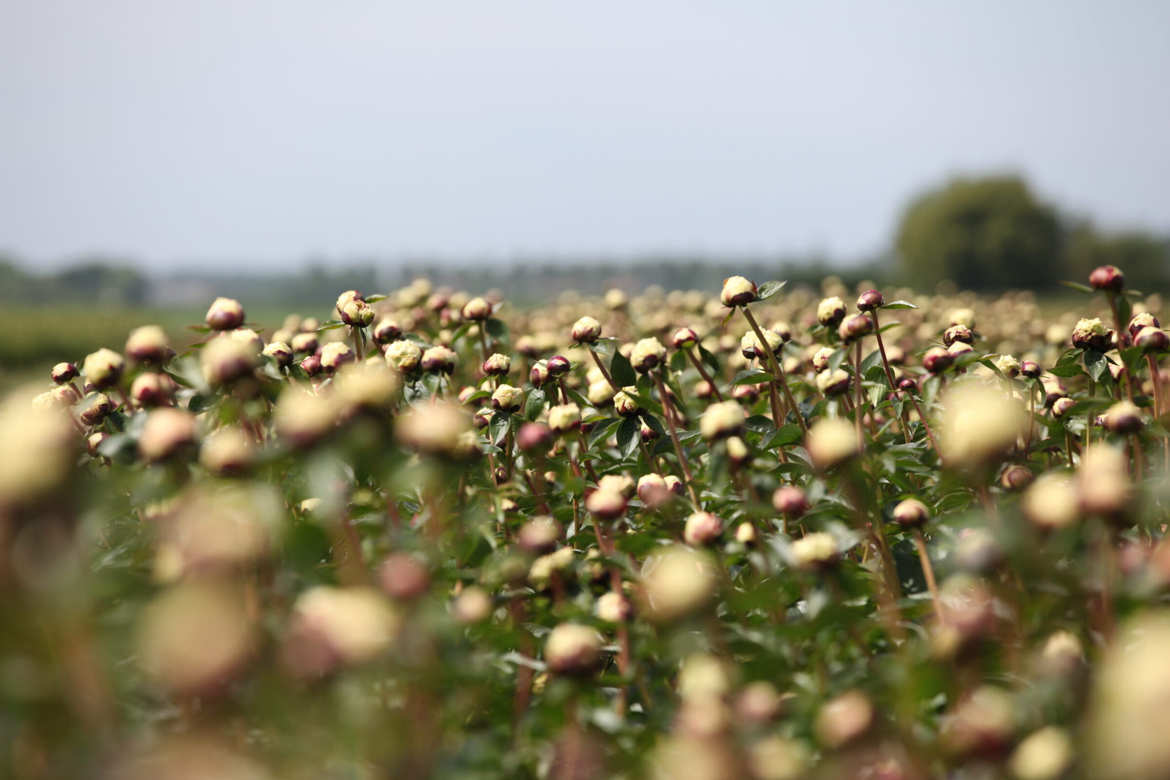 Personal peony trainer: Co Knol