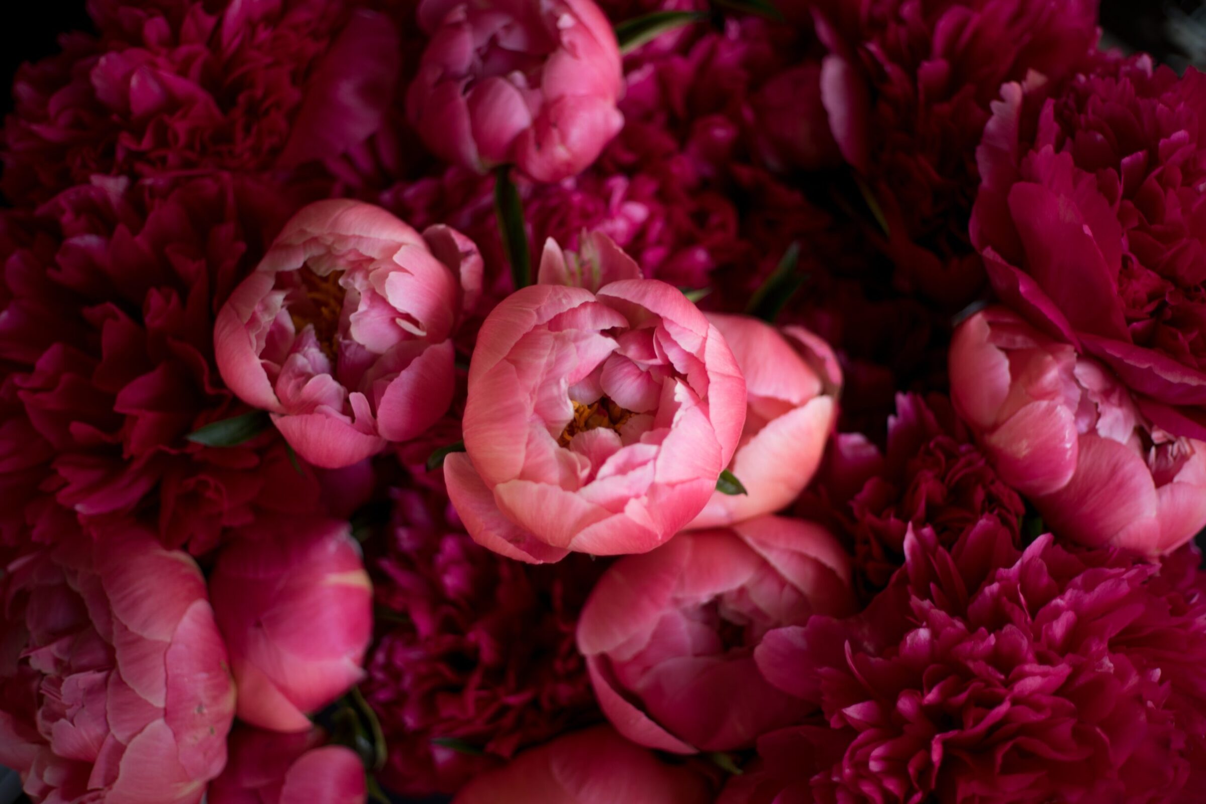 Madly in love with peonies