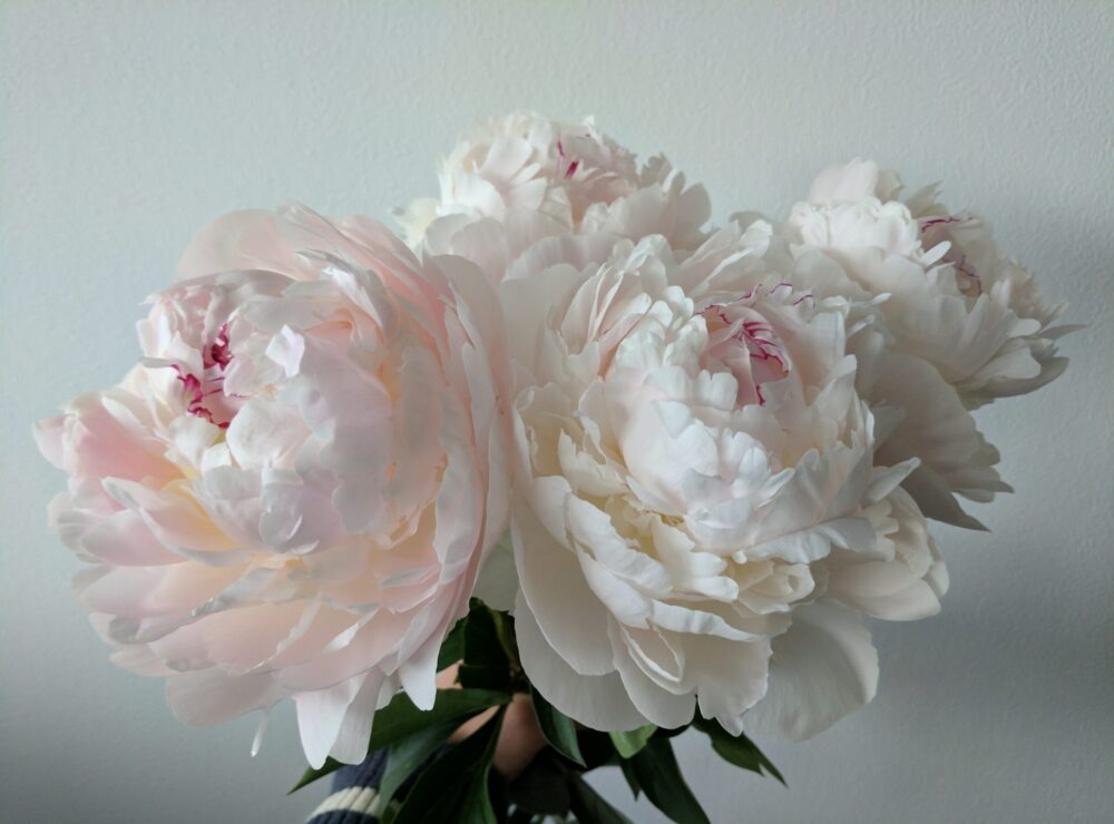 Perfect peonies for Mother’s Day