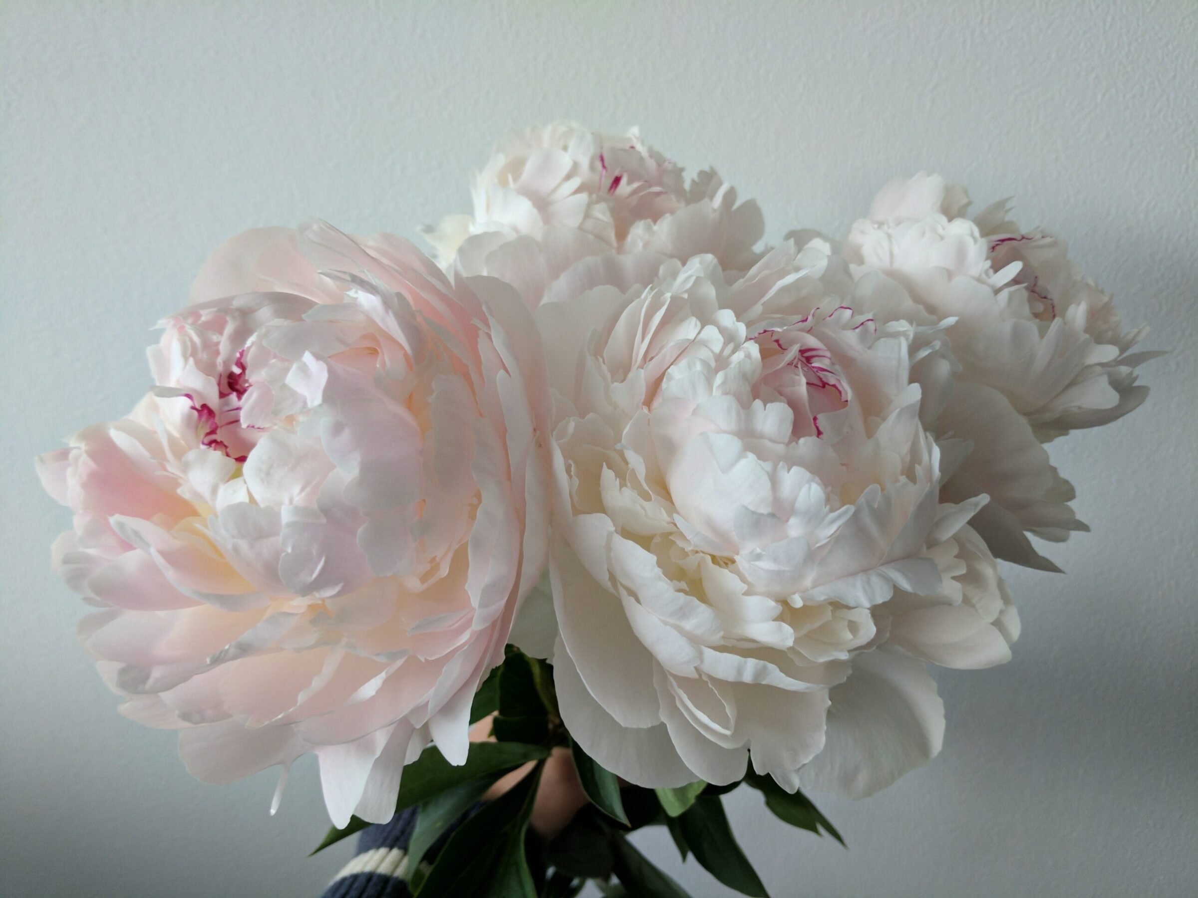 The 3 best peonies for Mother's Day