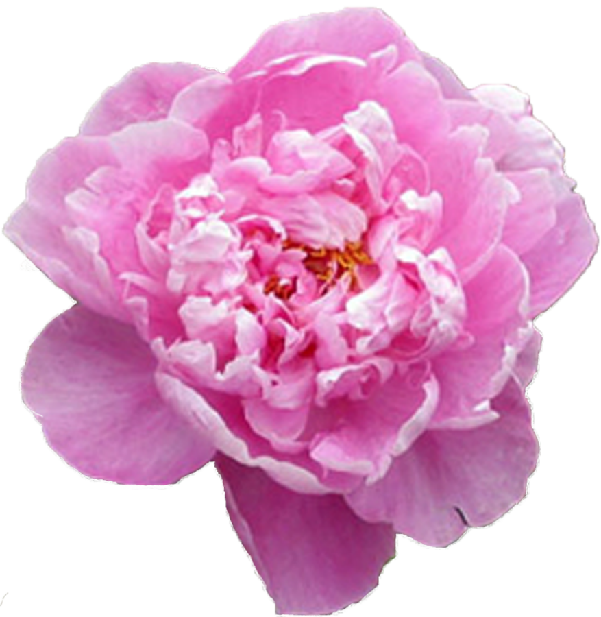 Paeonia Sorbonne