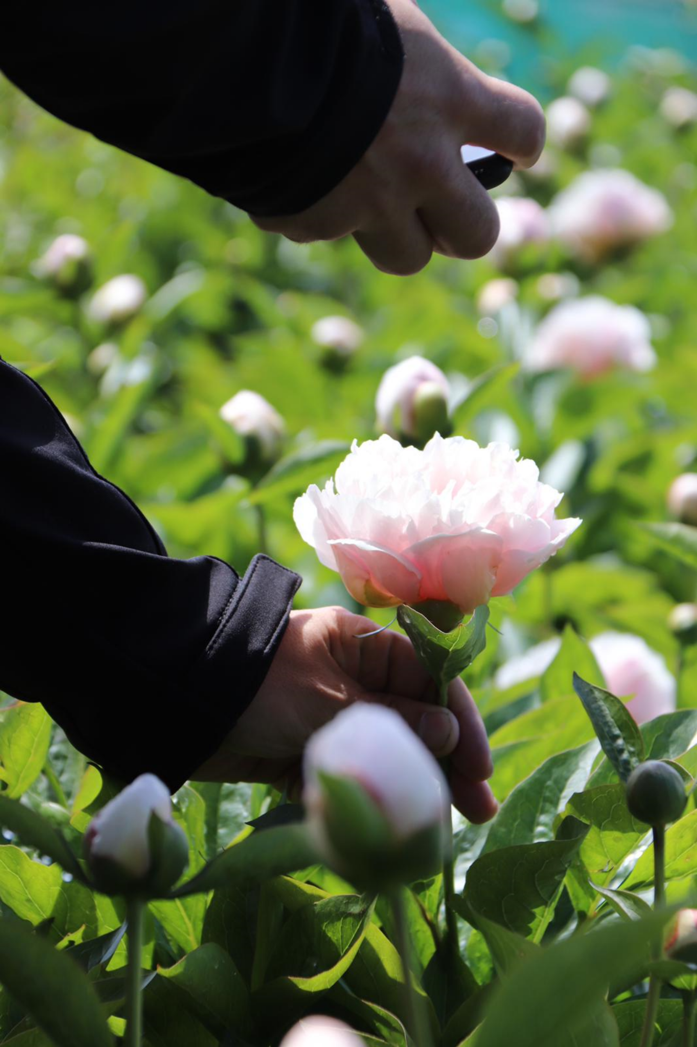 How to take care of your peonies