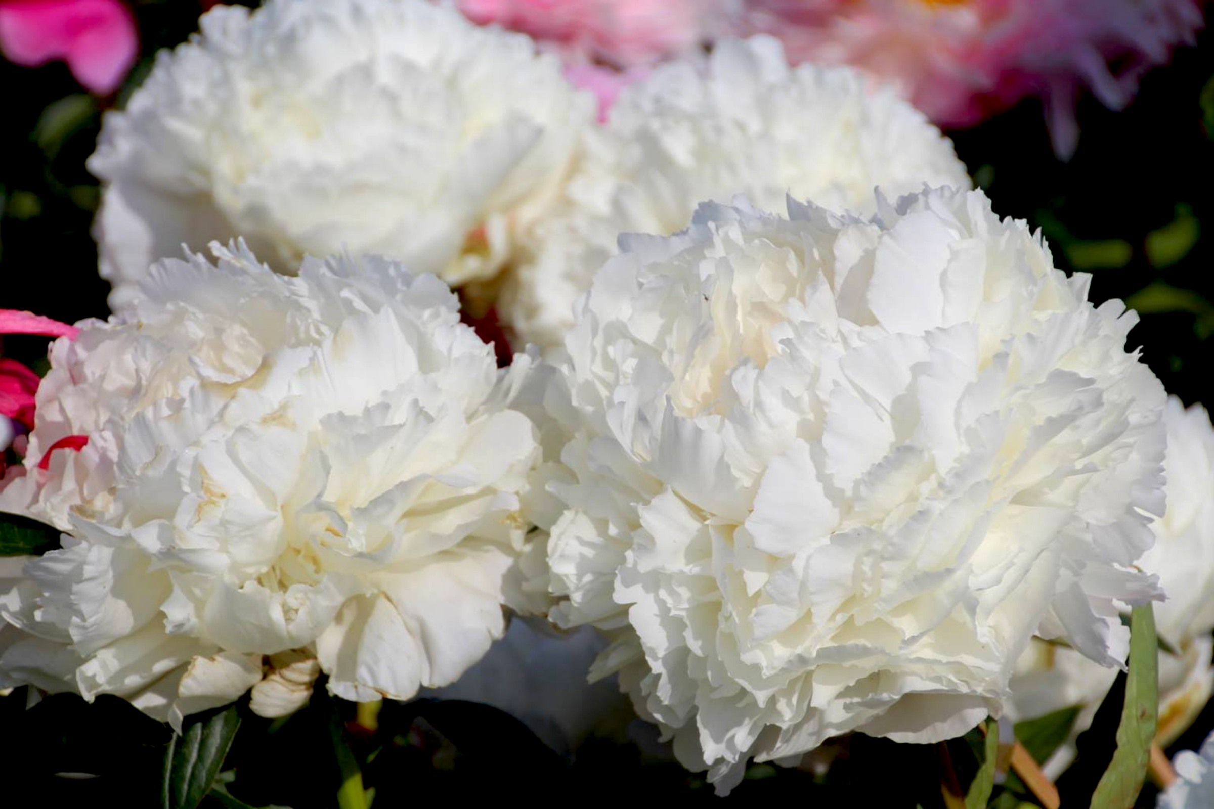 Perfect peonies for Mother’s Day