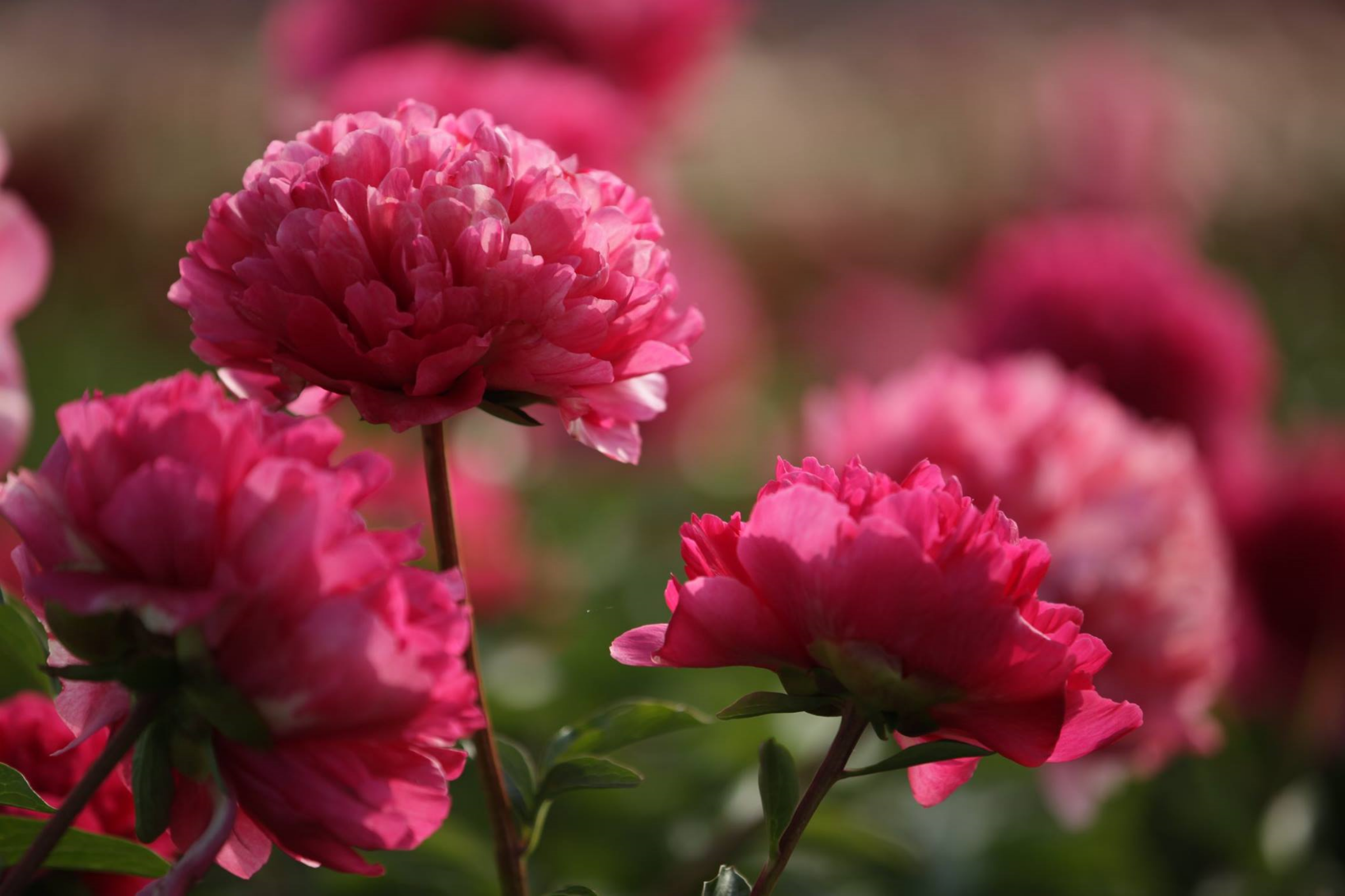 Perfect peonies for Mother’s Day