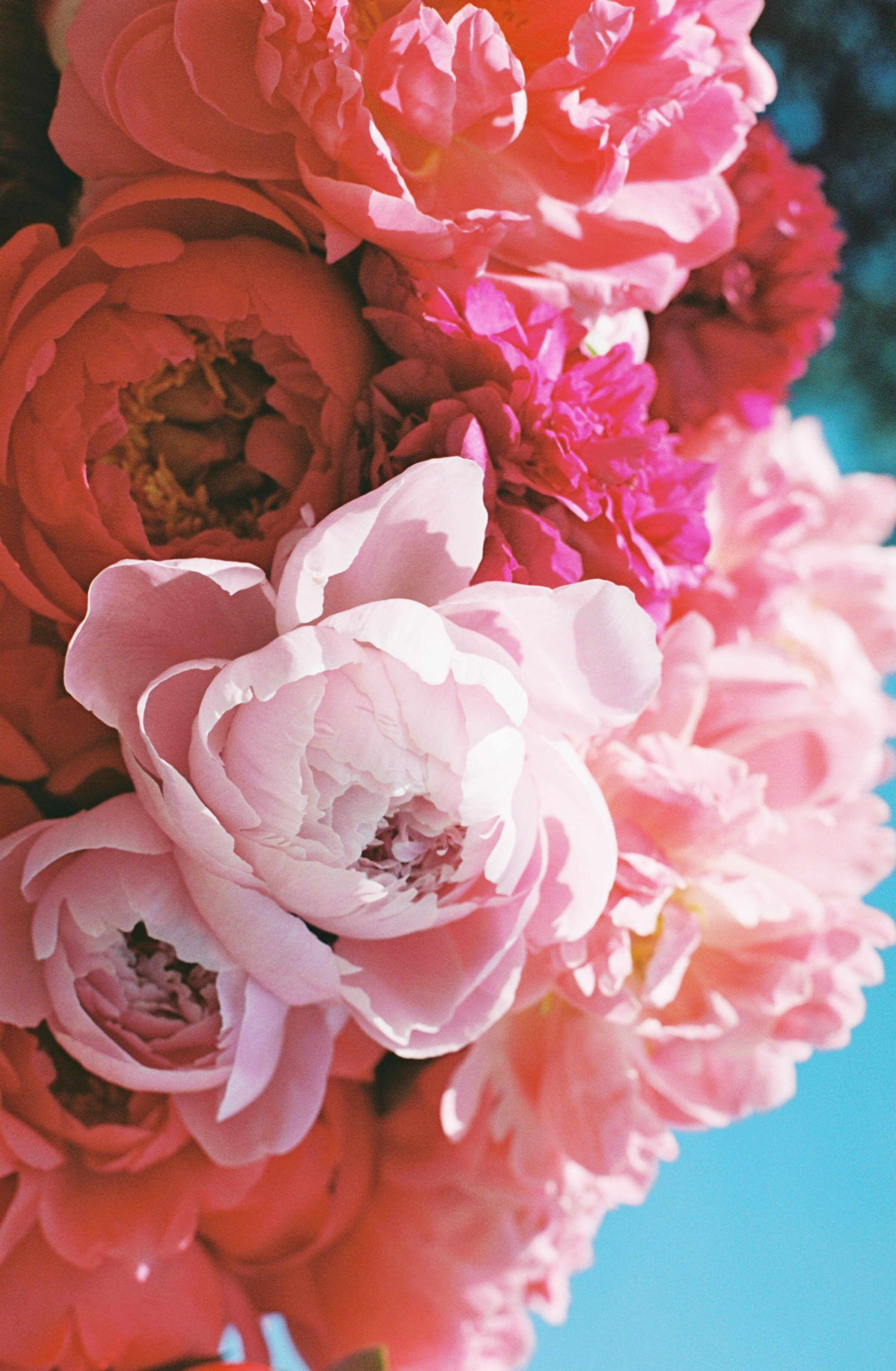 Celebrating peony season with a shot of joy