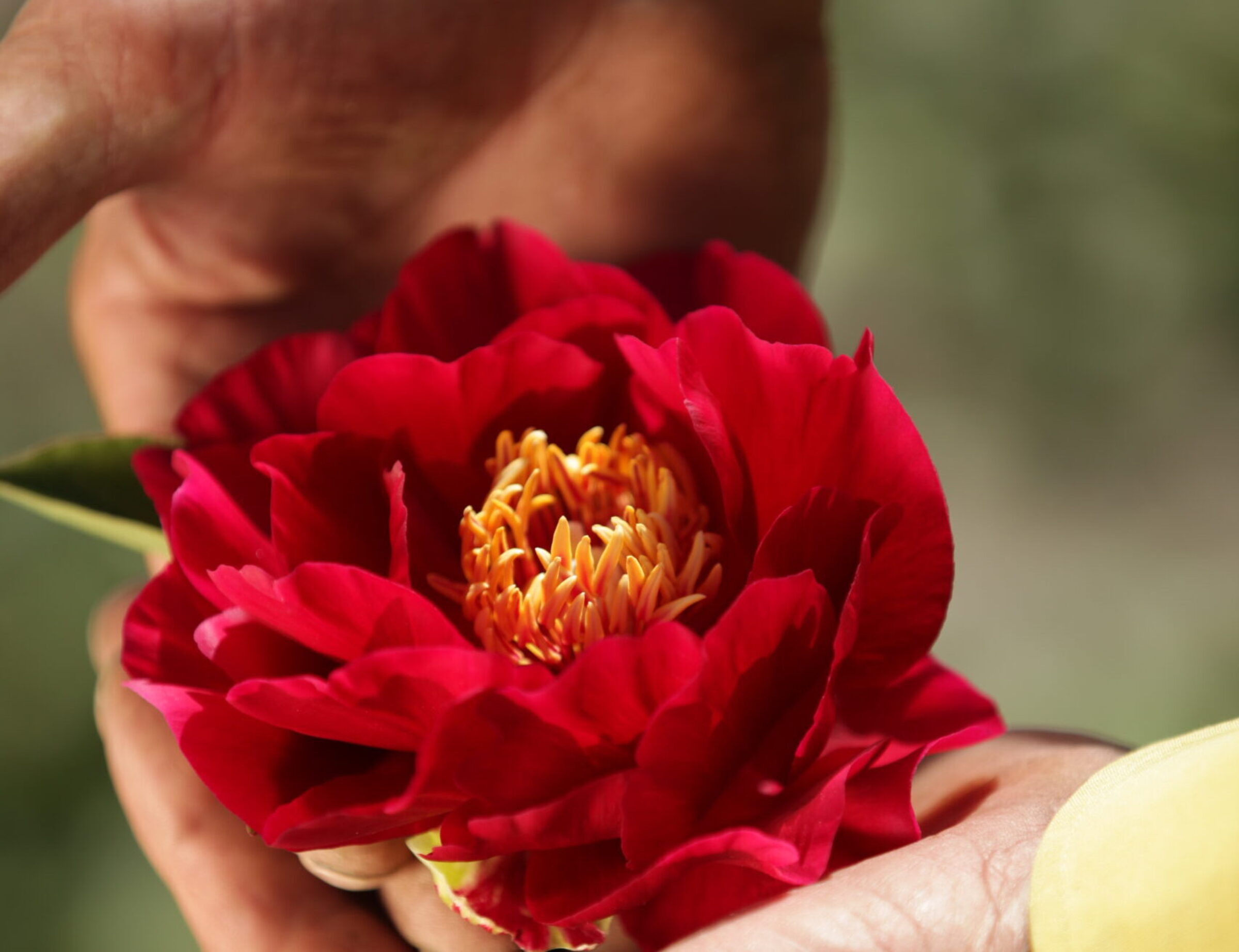 5 steps for making your peonies look spectacular