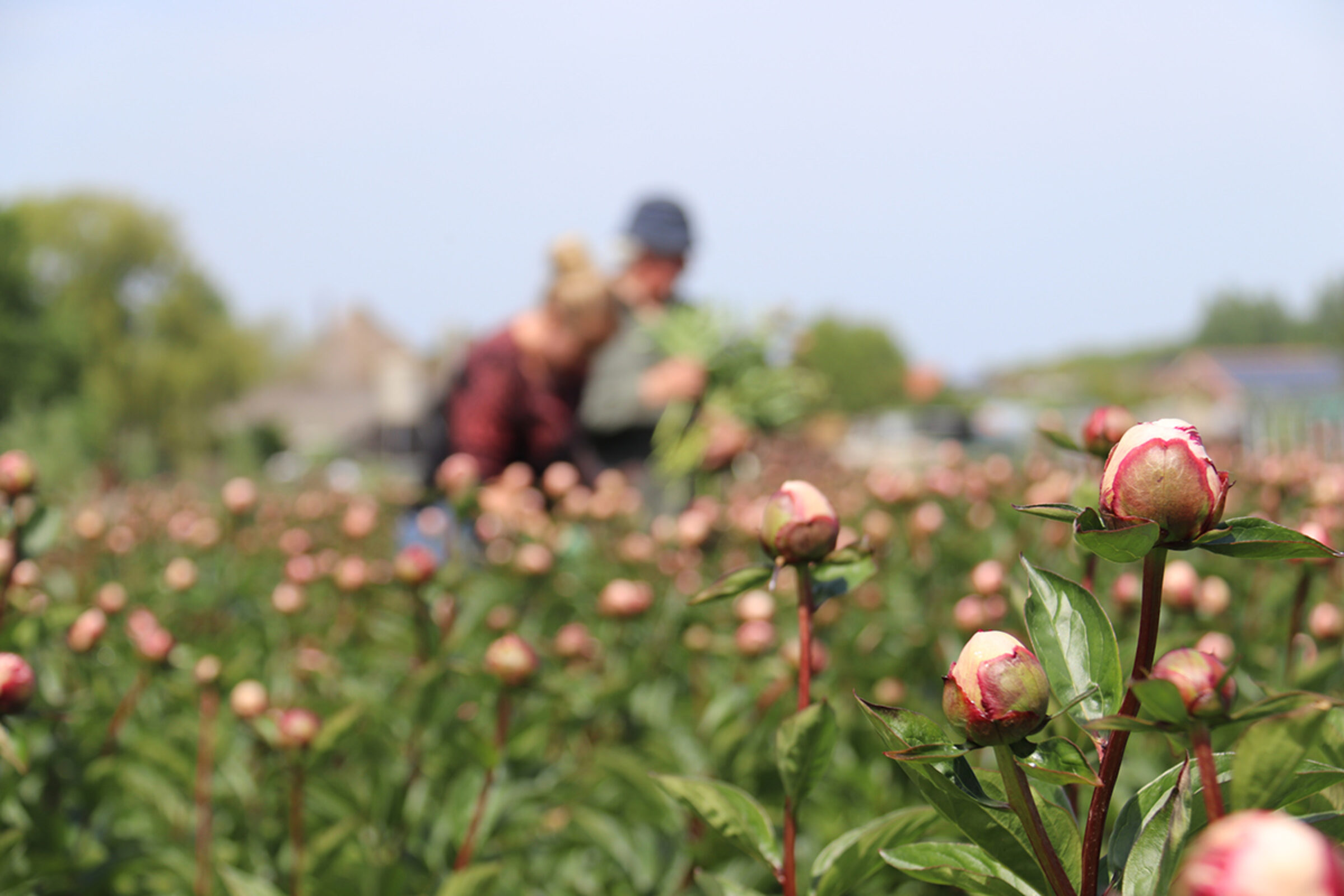 Divine Peonies