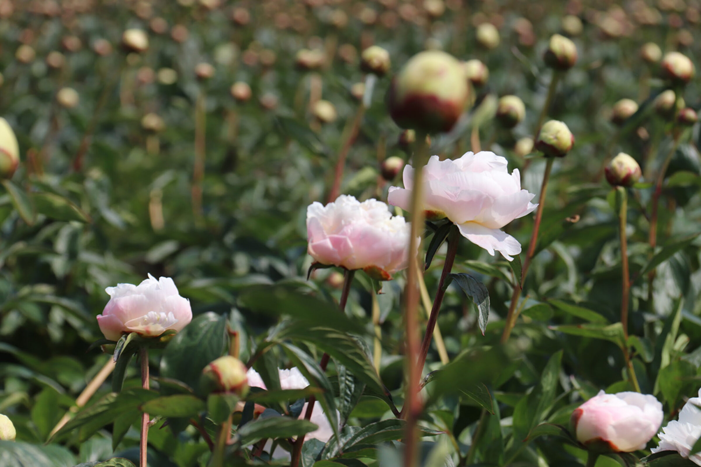 Divine Peonies