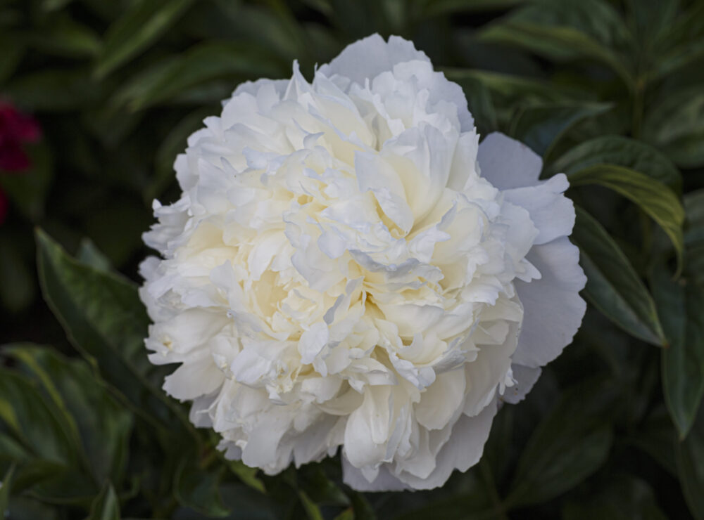 Peonies: in good shape