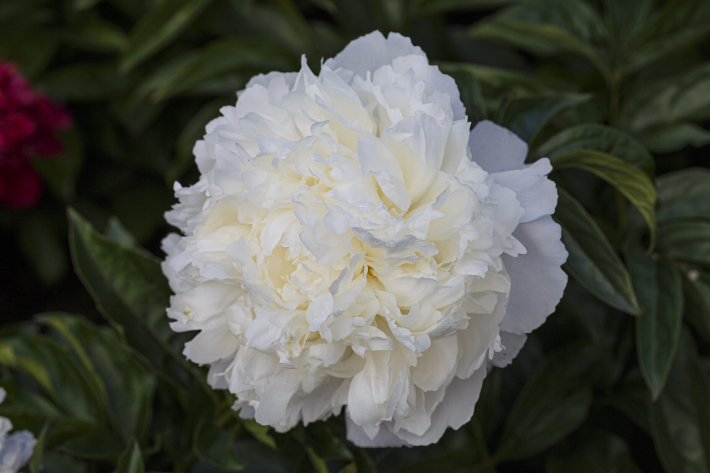 Peonies: in good shape