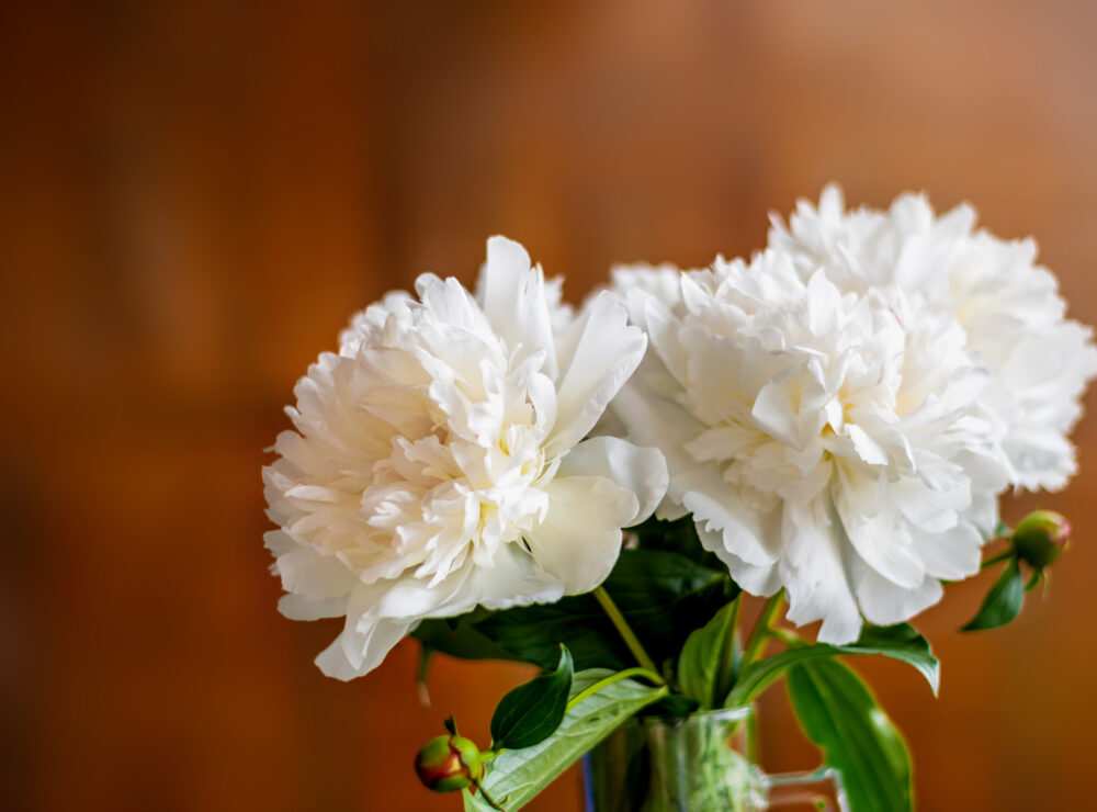 White, whiter, whitest: the most beautiful peonies for a fresh start