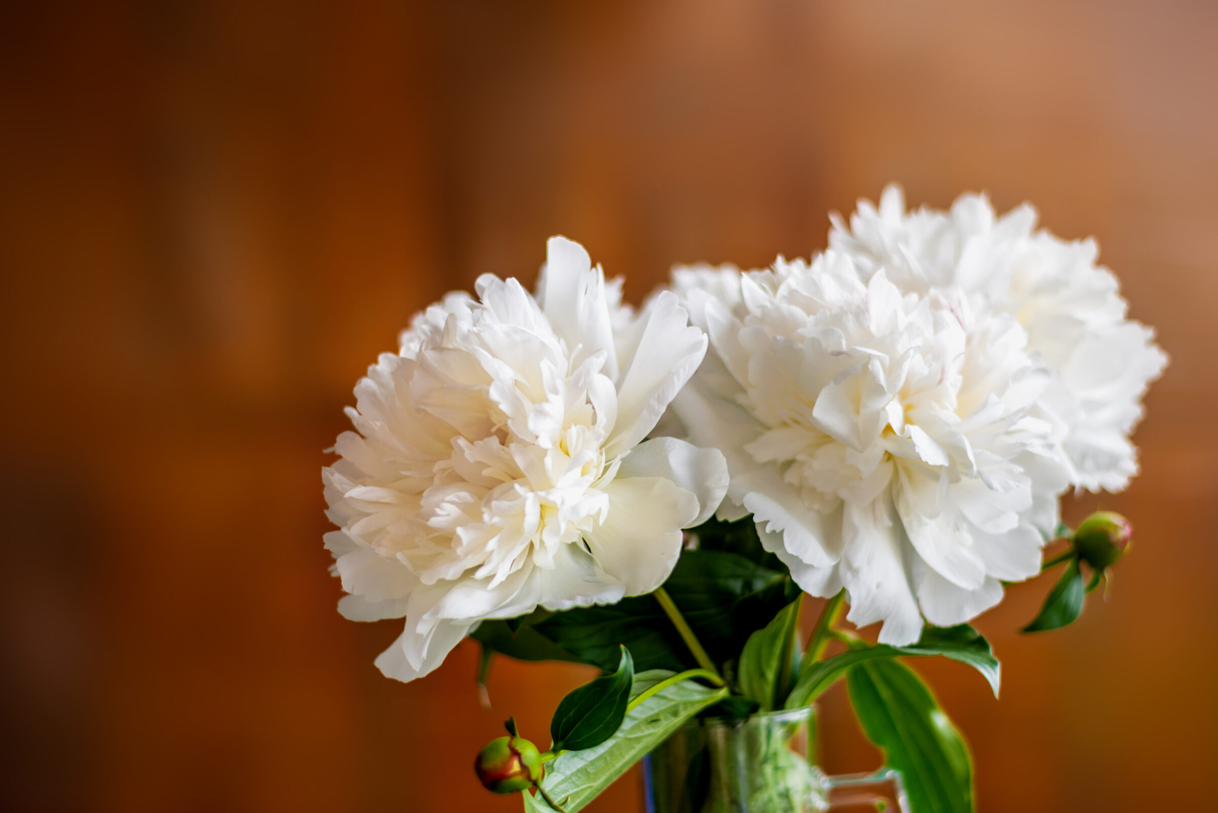 White, whiter, whitest: the most beautiful peonies for a fresh start