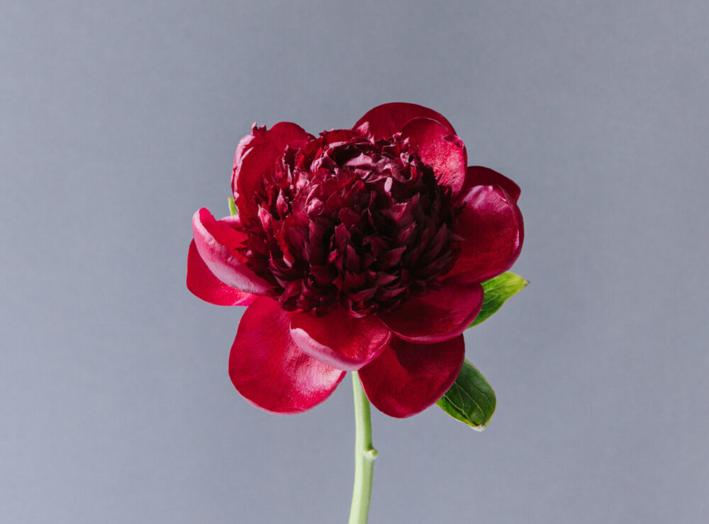 The perfect peony for Christmas is red