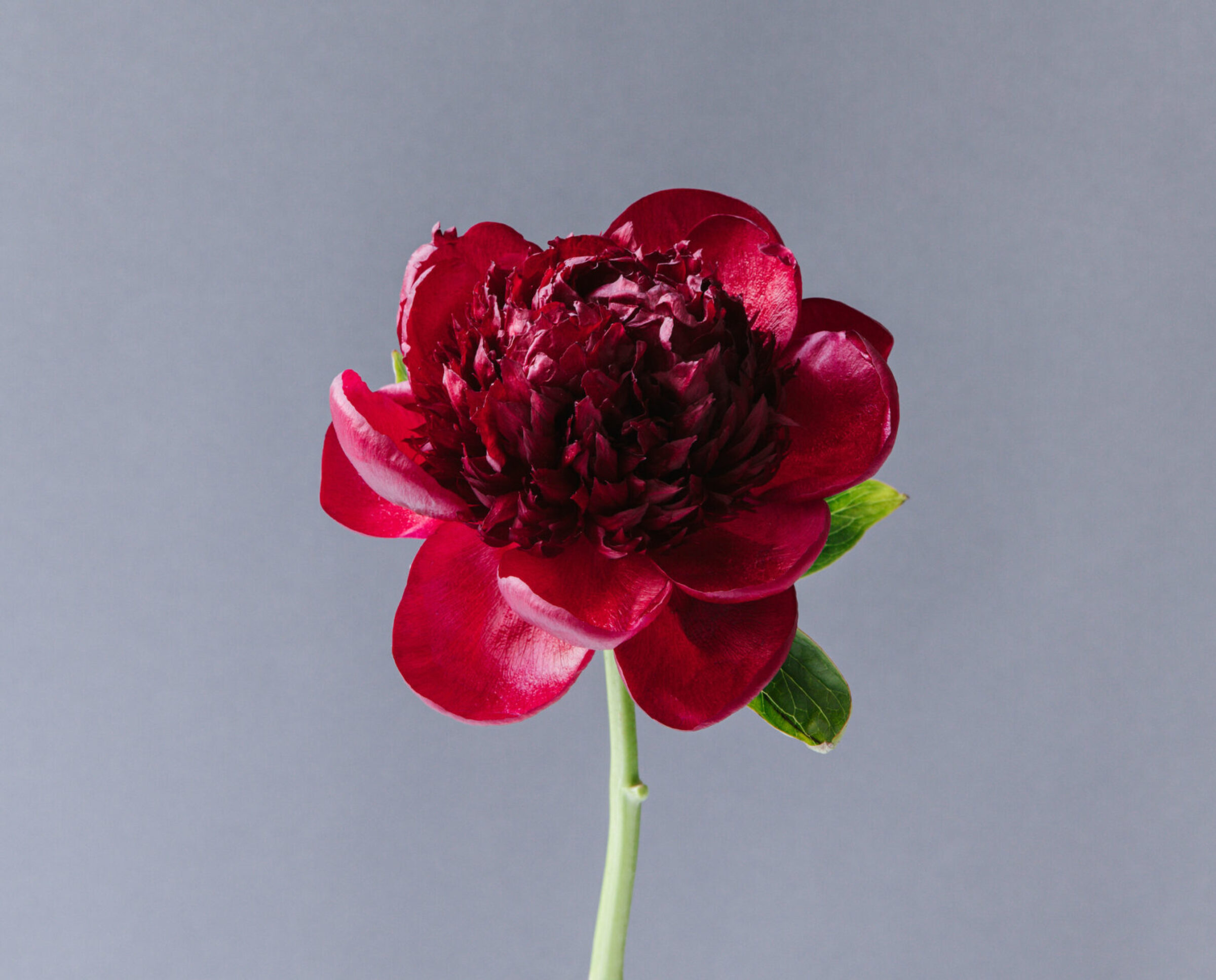 The perfect peony for Christmas is red