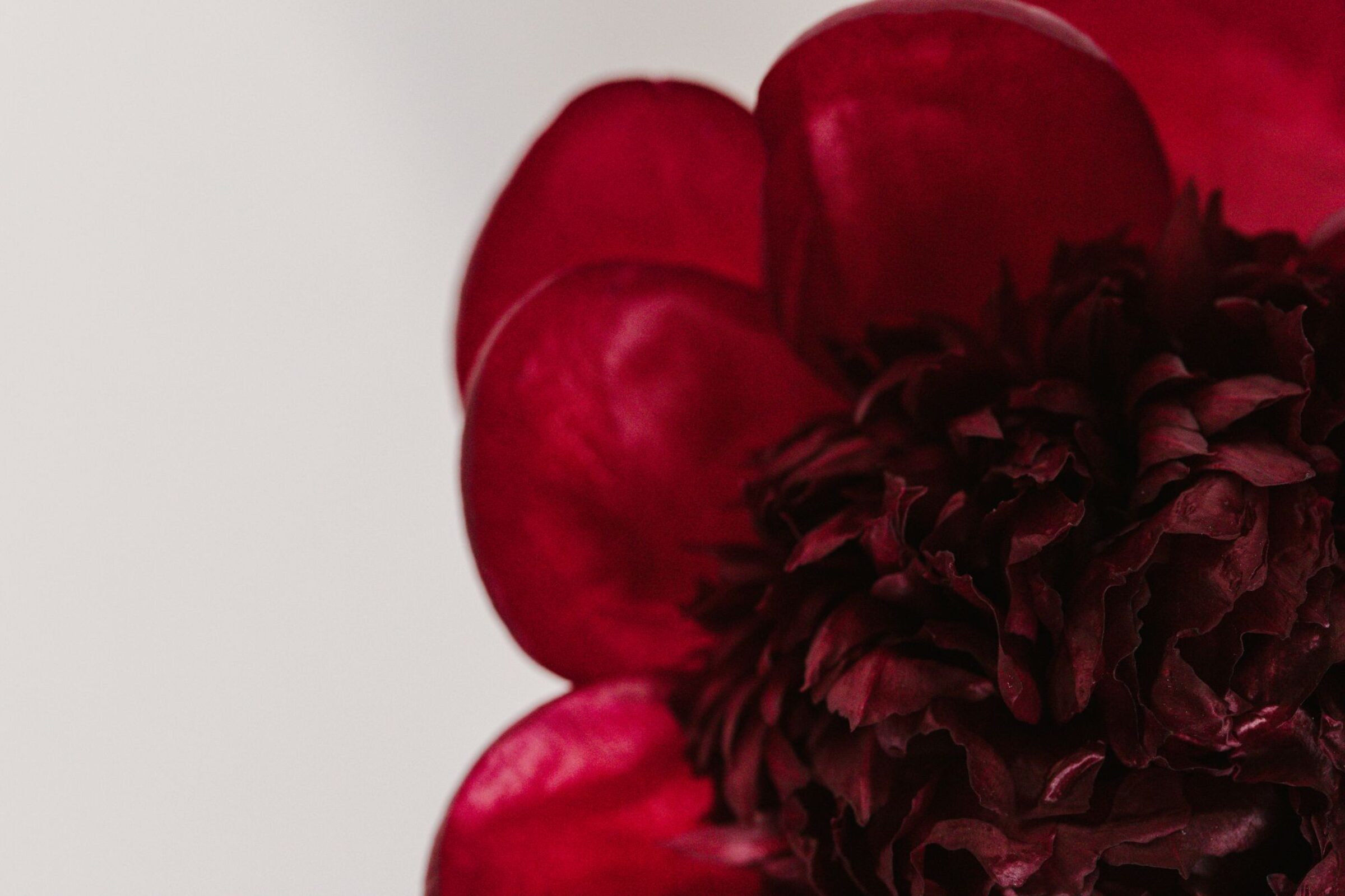 Natural Enchantment: Discover the Magic of Paeonia Red Charm