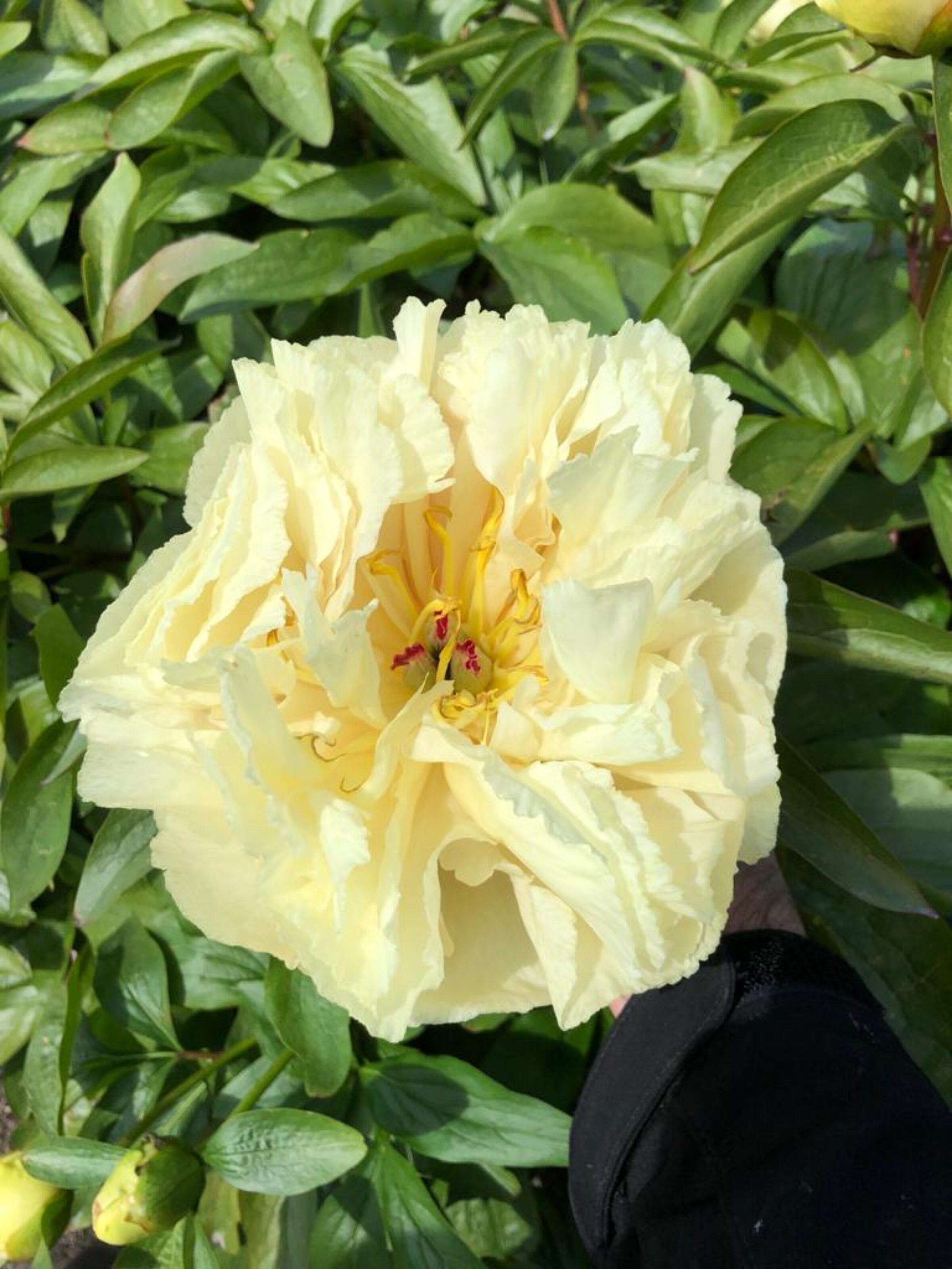 The Radiant peony Sunny Girl: Symbol of Joy and Optimism