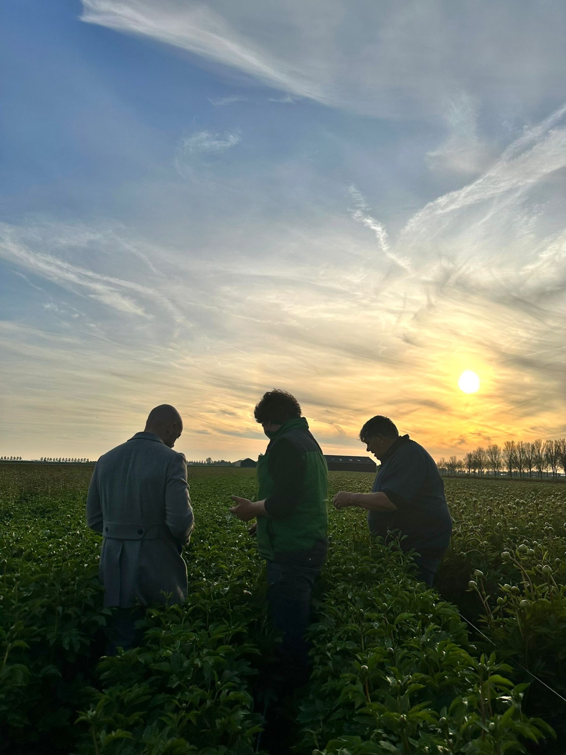 Bloeiende Verhalen: Delta Peony - De Passie van een Familie voor Kleurrijke Pioenen