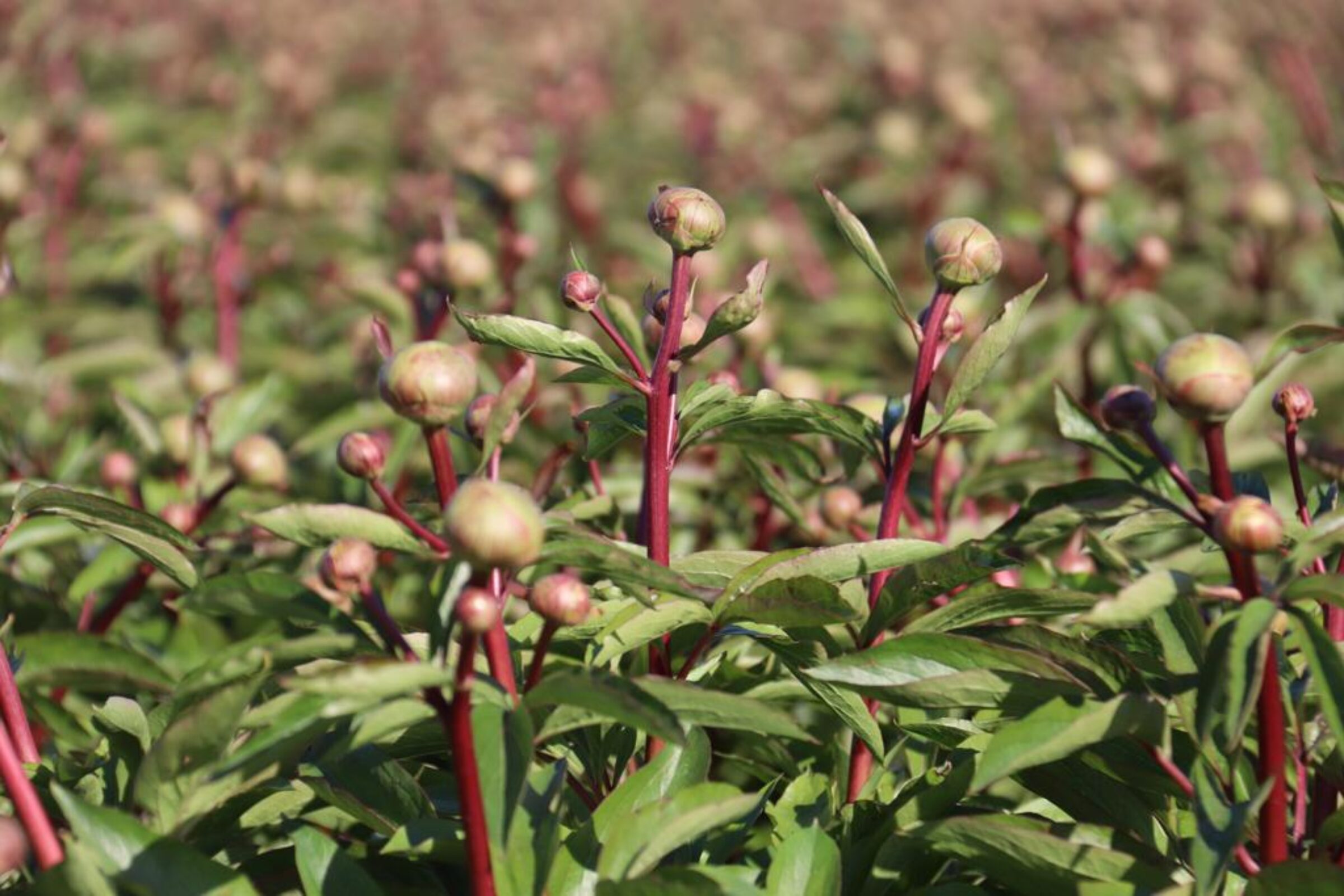 Peony field