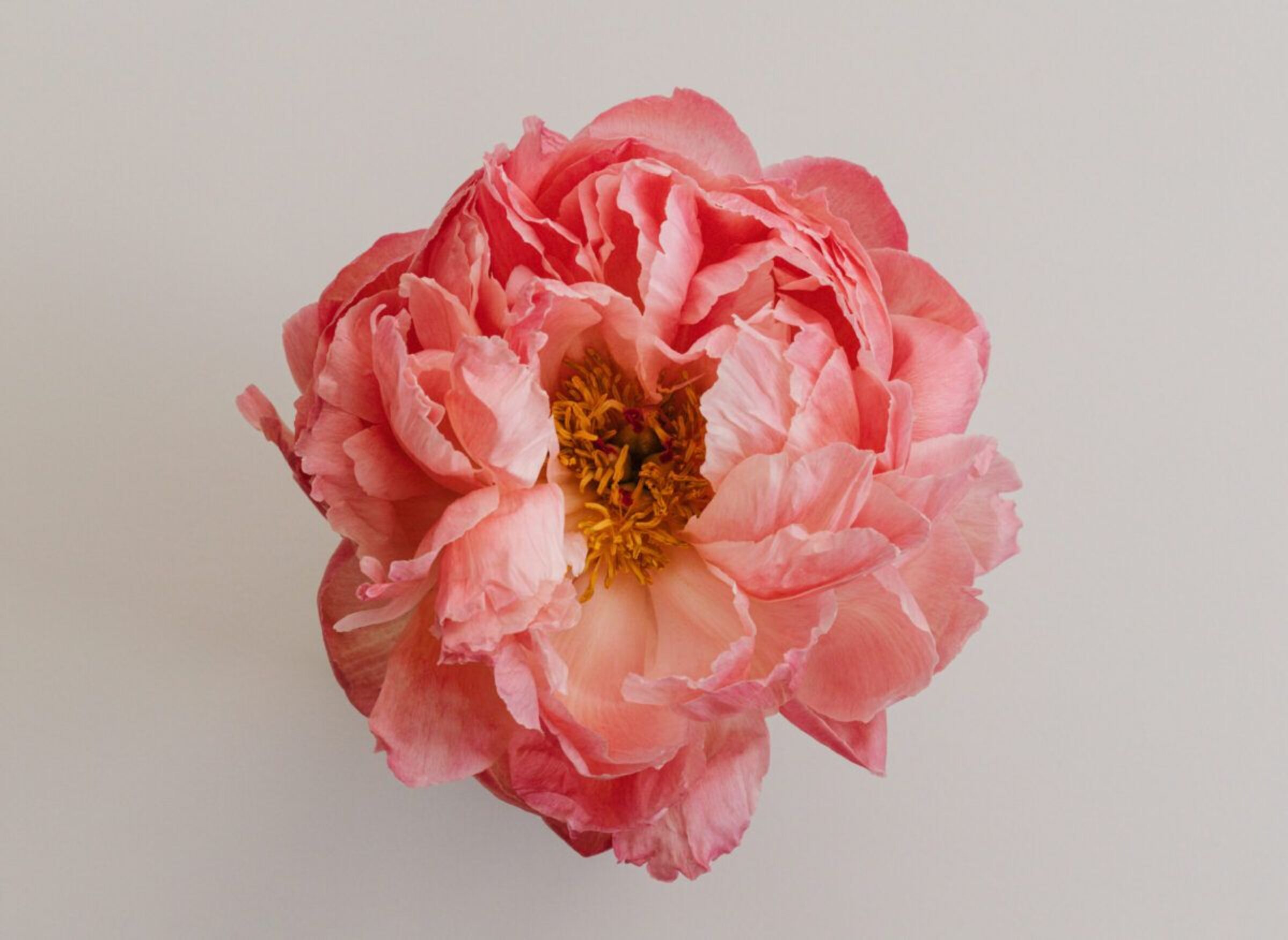 The Language of Peonies