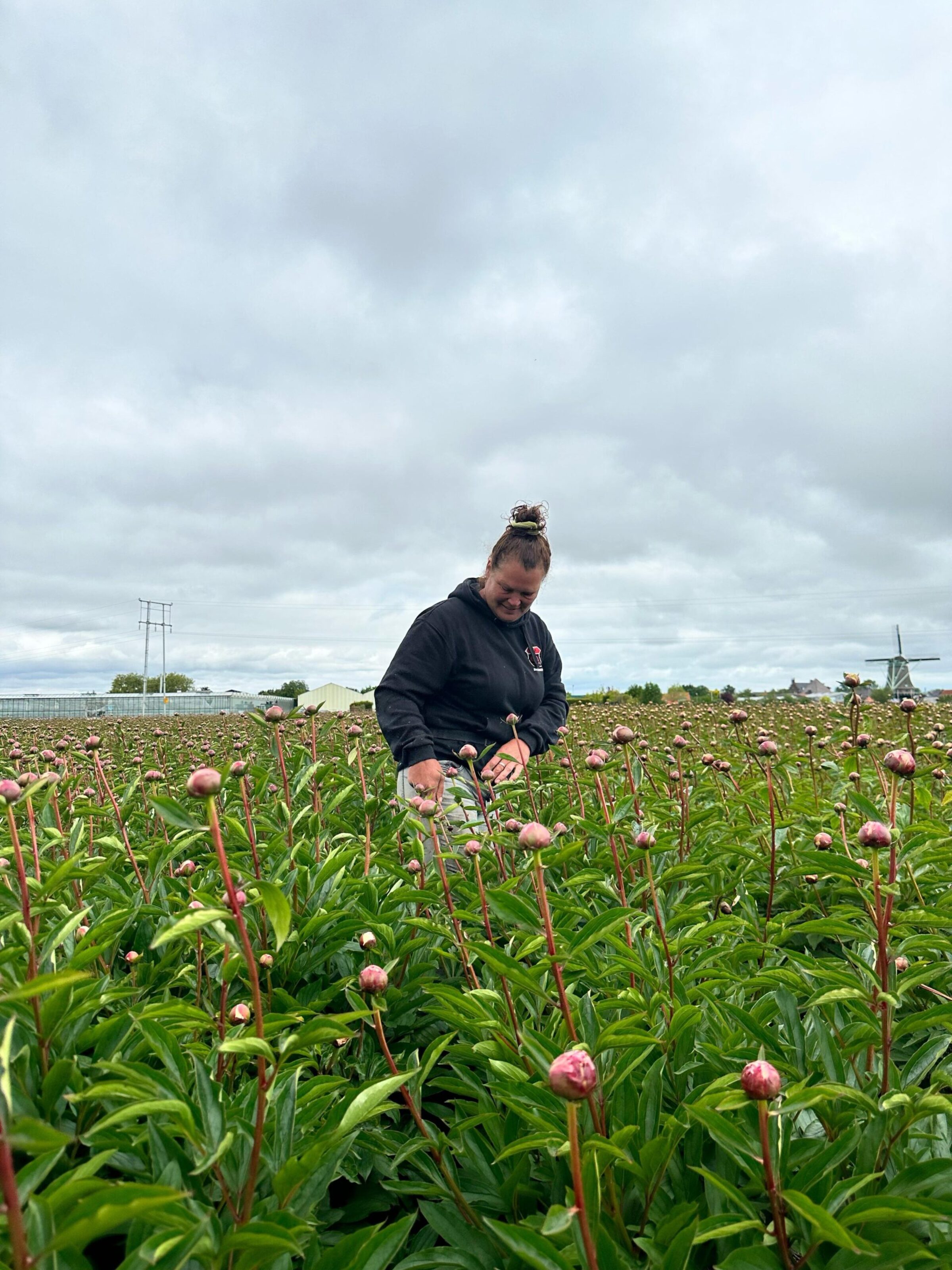 Miller Flowers