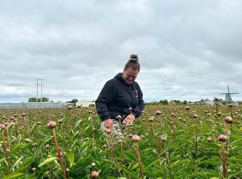 Miller Flowers