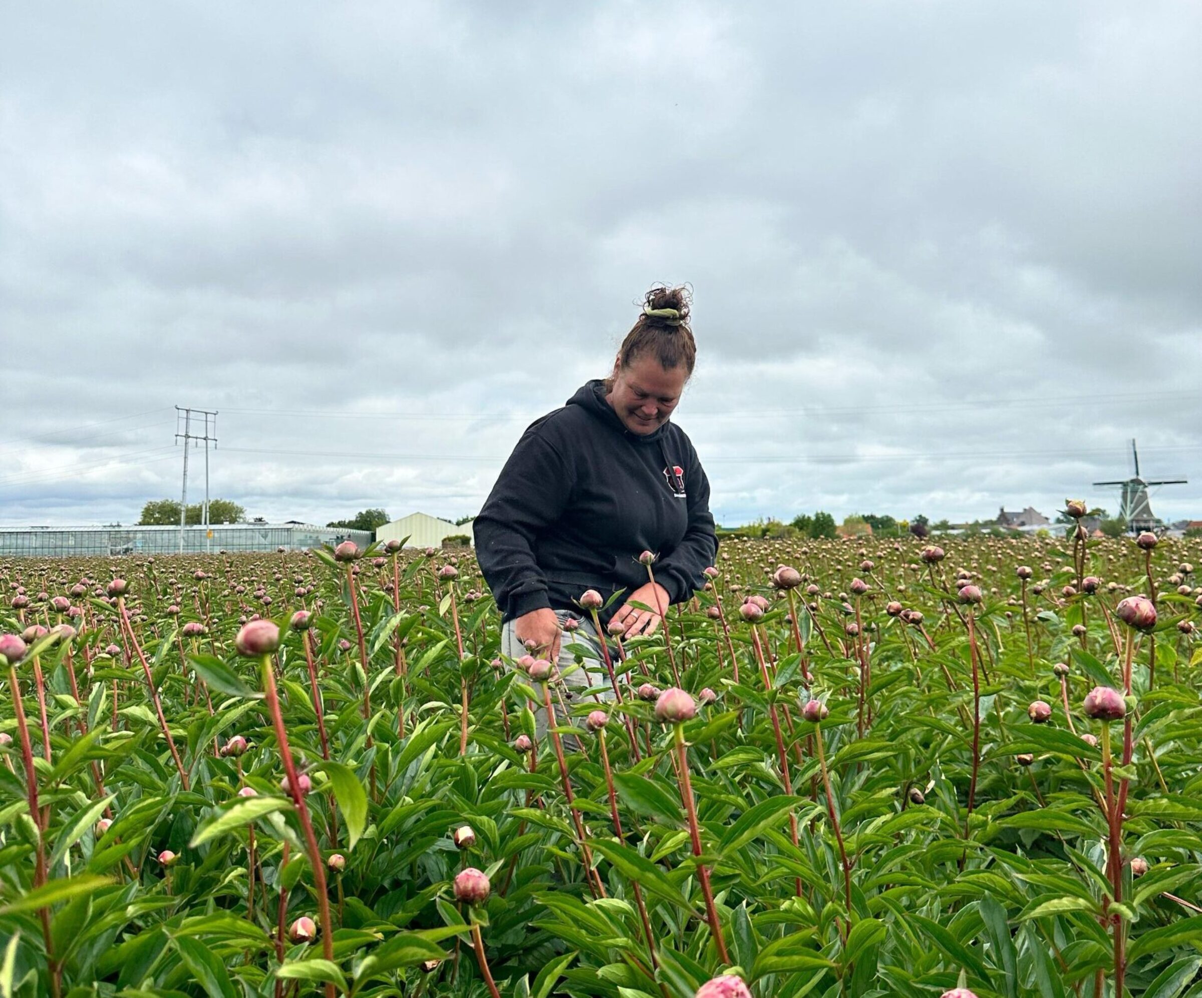 Miller Flowers