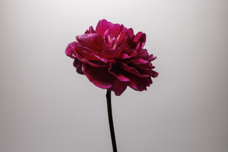 Purple<br>peonies