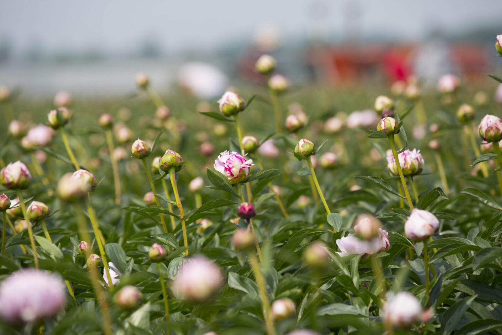 Sharing a passion to bring you the ultimate quality peonies each season