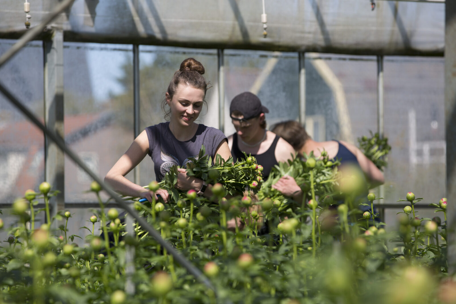 We're an association of the world's best peony growers