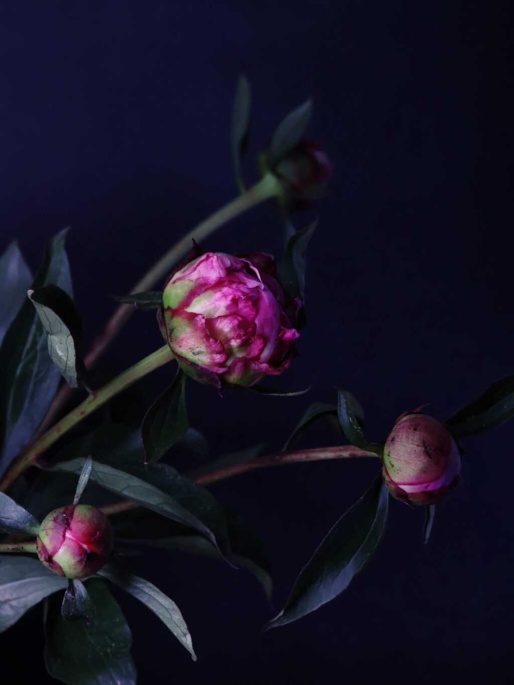 Peonies for comfort and support