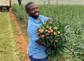 Peonies South Africa