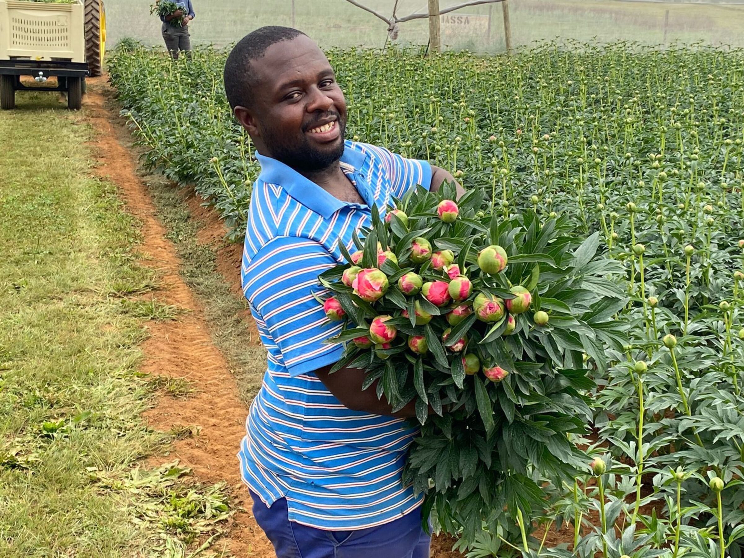 Peony Season is ON: The first peonies from South Africa are almost here!